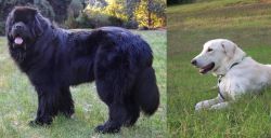 Newfoundland Dog vs Akbash Dog - Breed Comparison