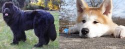 Newfoundland Dog vs Akita - Breed Comparison