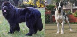 Newfoundland Dog vs Alangu Mastiff - Breed Comparison