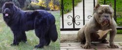 Newfoundland Dog vs American Bully - Breed Comparison