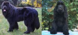 Newfoundland Dog vs American Cocker Spaniel - Breed Comparison