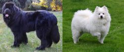 Newfoundland Dog vs American Eskimo Dog - Breed Comparison