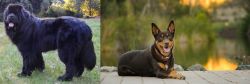Newfoundland Dog vs Australian Kelpie - Breed Comparison