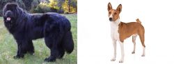 Newfoundland Dog vs Basenji - Breed Comparison