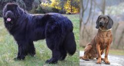 Newfoundland Dog vs Bavarian Mountain Hound - Breed Comparison