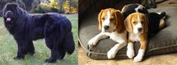 Newfoundland Dog vs Beagle - Breed Comparison