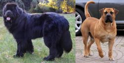 Newfoundland Dog vs Boerboel - Breed Comparison