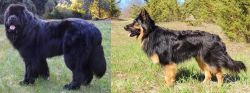 Newfoundland Dog vs Bohemian Shepherd - Breed Comparison