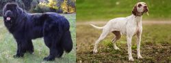 Newfoundland Dog vs Braque du Bourbonnais - Breed Comparison