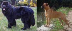 Newfoundland Dog vs Bullmastiff - Breed Comparison