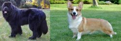 Newfoundland Dog vs Cardigan Welsh Corgi - Breed Comparison