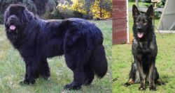 Newfoundland Dog vs East German Shepherd - Breed Comparison