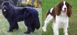 Newfoundland Dog vs English Springer Spaniel - Breed Comparison