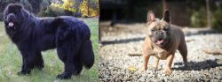 Newfoundland Dog vs French Bulldog - Breed Comparison