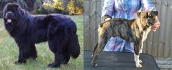 Newfoundland Dog vs Fruggle - Breed Comparison