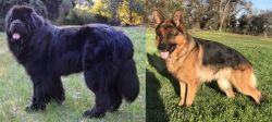 Newfoundland Dog vs German Shepherd - Breed Comparison