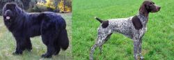 Newfoundland Dog vs German Shorthaired Pointer - Breed Comparison