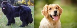 Newfoundland Dog vs Golden Retriever - Breed Comparison