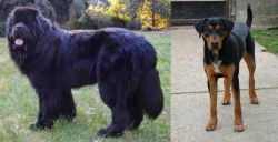Newfoundland Dog vs Hungarian Hound - Breed Comparison