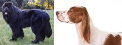 Newfoundland Dog vs Irish Red and White Setter - Breed Comparison