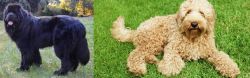 Newfoundland Dog vs Labradoodle - Breed Comparison