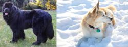 Newfoundland Dog vs Labrador Husky - Breed Comparison