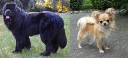 Newfoundland Dog vs Long Haired Chihuahua - Breed Comparison