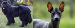 Newfoundland Dog vs Mexican Hairless - Breed Comparison