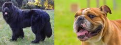 Newfoundland Dog vs Miniature English Bulldog - Breed Comparison