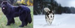 Newfoundland Dog vs Siberian Husky - Breed Comparison
