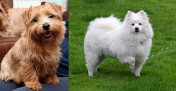 Norfolk Terrier vs American Eskimo Dog - Breed Comparison