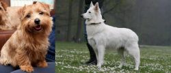 Norfolk Terrier vs Berger Blanc Suisse - Breed Comparison