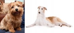 Norfolk Terrier vs Borzoi - Breed Comparison