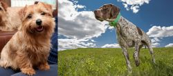 Norfolk Terrier vs Braque Francais (Pyrenean Type) - Breed Comparison