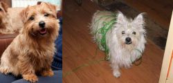 Norfolk Terrier vs Cairland Terrier - Breed Comparison