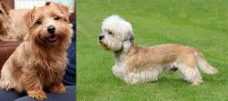 Norfolk Terrier vs Dandie Dinmont Terrier - Breed Comparison
