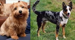 Norfolk Terrier vs German Coolie - Breed Comparison
