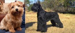 Norfolk Terrier vs Giant Schnauzer - Breed Comparison