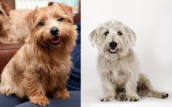 Norfolk Terrier vs Glen of Imaal Terrier - Breed Comparison
