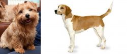 Norfolk Terrier vs Harrier - Breed Comparison