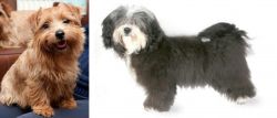 Norfolk Terrier vs Havanese - Breed Comparison