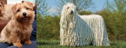 Norfolk Terrier vs Komondor - Breed Comparison