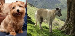 Norfolk Terrier vs Lurcher - Breed Comparison