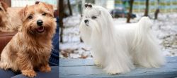 Norfolk Terrier vs Maltese - Breed Comparison