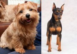 Norfolk Terrier vs Miniature Pinscher - Breed Comparison