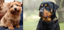 Norfolk Terrier vs Rottweiler - Breed Comparison