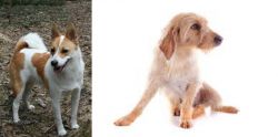 Norrbottenspets vs Basset Fauve de Bretagne - Breed Comparison