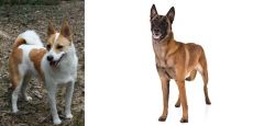 Norrbottenspets vs Belgian Shepherd Dog (Malinois) - Breed Comparison