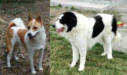 Norrbottenspets vs Ciobanesc de Bucovina - Breed Comparison