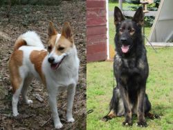 Norrbottenspets vs East German Shepherd - Breed Comparison